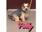 Adopt Polly a Terrier, Mixed Breed