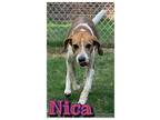 Adopt Nica a Hound, Mixed Breed