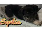 Adopt Sophia a Hound, Mixed Breed
