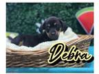 Adopt Debra a Hound, Mixed Breed