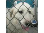 Adopt Pansy a Retriever, Great Pyrenees