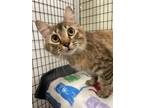 Adopt May Flower a Domestic Short Hair
