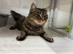 Adopt Wave Breaker a Domestic Medium Hair