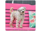 Adopt Lavender a Poodle