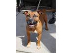 Adopt Blossom a Pit Bull Terrier