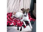 Adopt Angelica (In Foster) a Mixed Breed