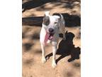 Adopt ORKA a Pit Bull Terrier, Mixed Breed