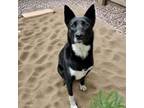 Adopt Mitzy a Border Collie