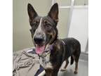 Adopt CRYSTAL a Cattle Dog