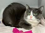 Adopt Minosh a Domestic Short Hair