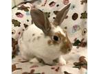 Adopt Emerson a Bunny Rabbit