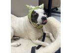 Adopt Duchess a Pit Bull Terrier, Mixed Breed