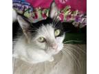 Adopt Reba a Domestic Short Hair