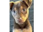 Adopt Dundee a Mixed Breed