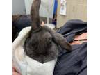Adopt Cairo a American Fuzzy Lop