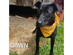 Adopt Dawn a Mixed Breed, Labrador Retriever