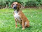 Adopt PUPPY REBA a Mountain Cur