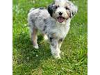Mutt Puppy for sale in Beverly, OH, USA