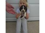 Beagle Puppy for sale in Olpe, KS, USA