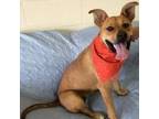 Adopt Angelina a Boxer, German Shepherd Dog