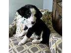 Adopt Ellie a Australian Shepherd