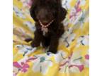Poodle (Toy) Puppy for sale in Merritt Island, FL, USA