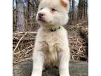 Siberian Husky Puppy for sale in Brooklyn, CT, USA