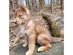 Siberian Husky Puppy for sale in Newport, VT, USA