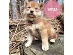 Siberian Husky Puppy for sale in Newport, VT, USA
