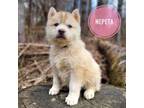 Siberian Husky Puppy for sale in Ridgefield, CT, USA