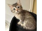 Adopt Scout Girl a Domestic Short Hair