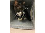 Adopt Arwen a Domestic Short Hair