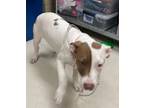Adopt Sweetie a Pit Bull Terrier, Mixed Breed