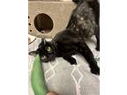 Adopt Pele - Barn Cat a Domestic Short Hair