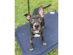 Adopt Play It Cool Paige a Pit Bull Terrier