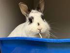 Adopt 2404-0564 Trish a Bunny Rabbit