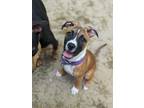 Adopt Capri Sun a Boxer, Pit Bull Terrier