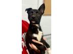 Adopt Daisy DewBerry a Mixed Breed