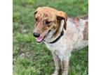 Adopt Yummy a Mixed Breed