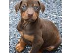 Doberman Pinscher Puppy for sale in Chesterfield, NJ, USA