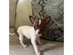Chihuahua Puppy for sale in Burnettsville, IN, USA
