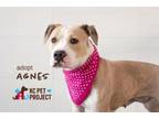 Adopt Agnes a Pit Bull Terrier, Mixed Breed