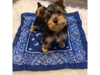 Yorkshire Terrier Puppy for sale in Wingate, NC, USA