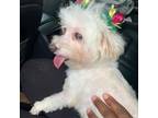 Maltese Puppy for sale in Tucker, GA, USA