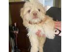 Shih Tzu Puppy for sale in Sugar Hill, GA, USA