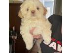 Shih Tzu Puppy for sale in Sugar Hill, GA, USA