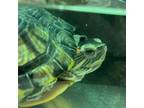 Adopt Bubbles a Turtle
