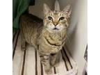 Adopt Ma-Ma a Domestic Short Hair