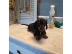 Dachshund Puppy for sale in Ocilla, GA, USA
