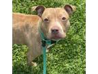 Adopt Patty a Pit Bull Terrier